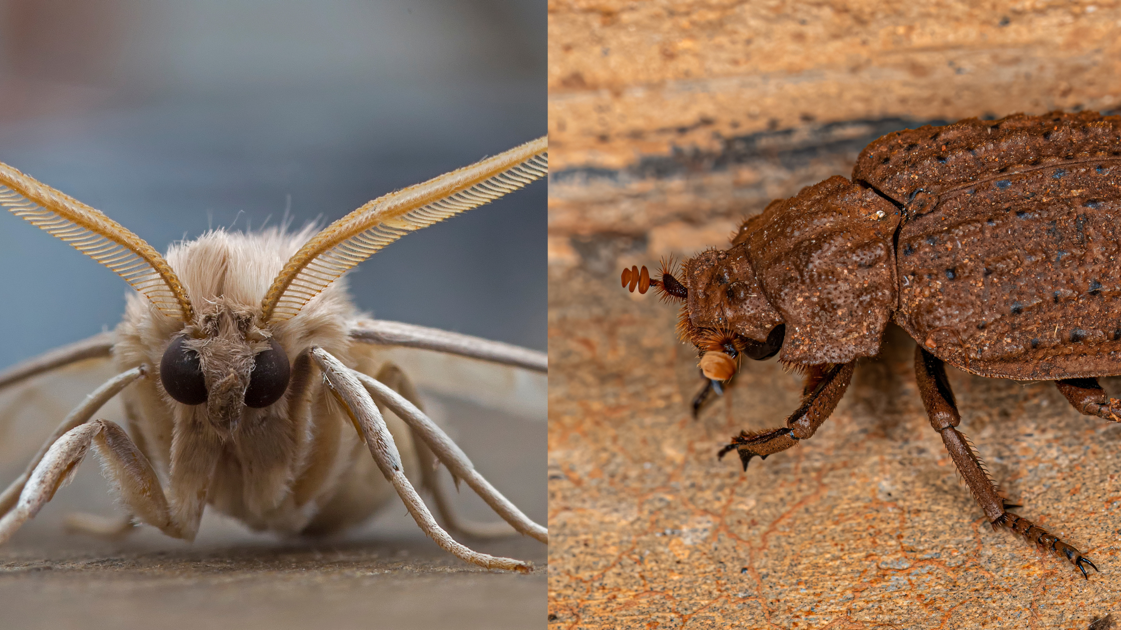 The clothes moth and hide beetle are two of the many fabric pests in Central Texas