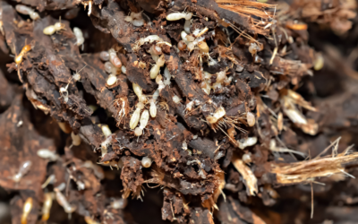 What is a subterranean termite?