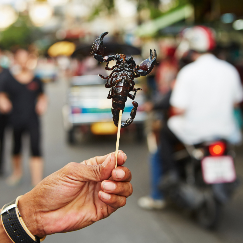 Image of a persons had holding a scorpion on a stick with motorists and pedestrians in the background. scorpion control page. can you eat scorpions card.