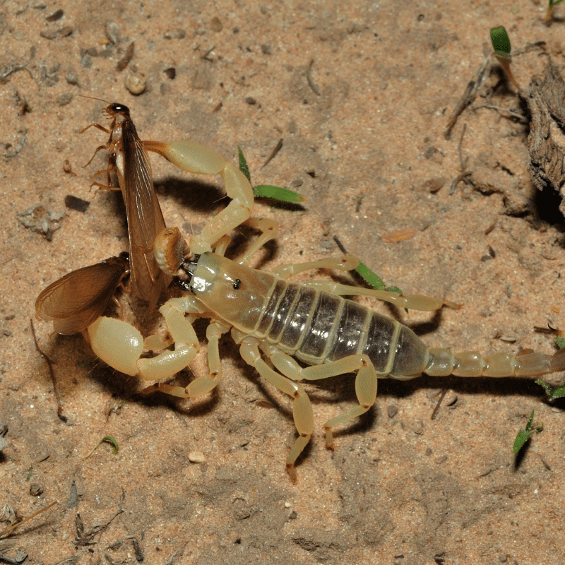 scorpion eating a cricket. Scorpion control page. What do scorpions eat FAQ card