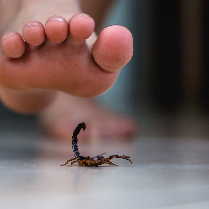 bare foot hovering over a scorpion on concrete floor. scorpion control page. scorpion sting card.
