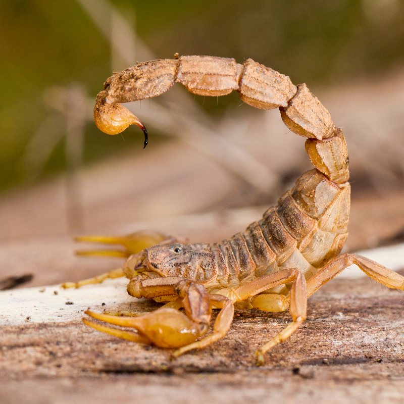 side profile of a scorpion on wooden surface out doors. scorpion control page. are scorpions insects card