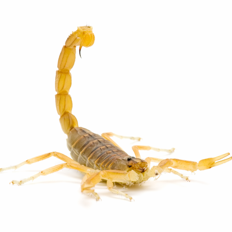 Close up image of a scorpion on white background. scorpion control page. How to get rid of scorpions card.