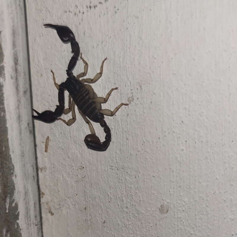 scorpion climbing a wall. scorpion control page. do scorpions climb walls card.
