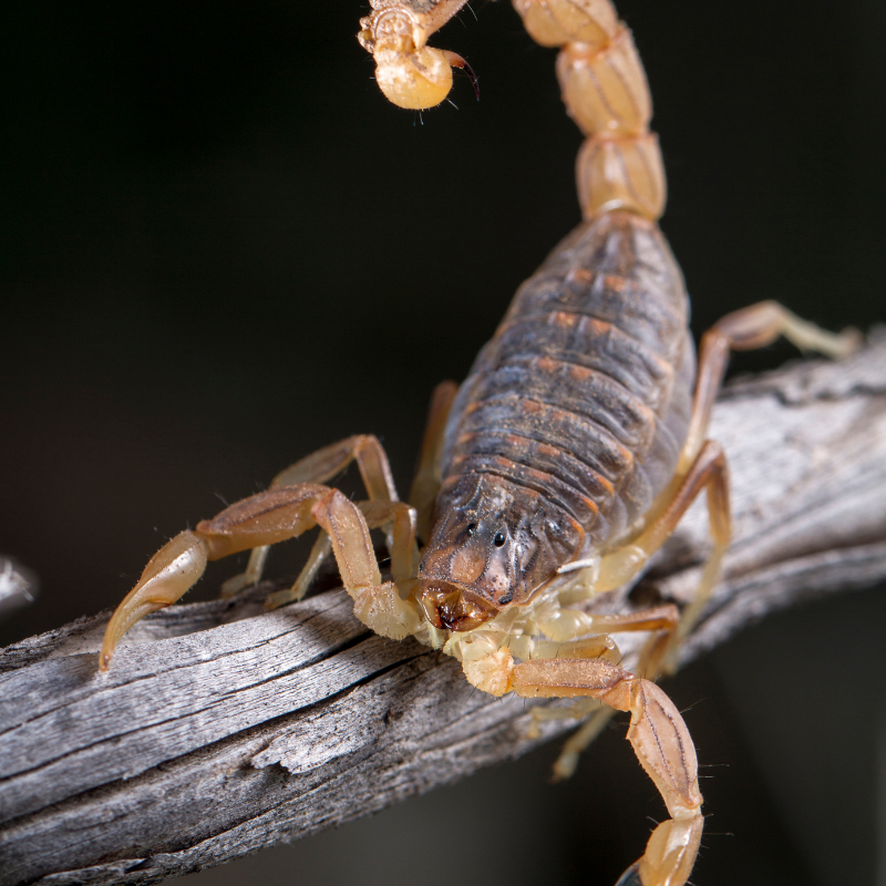 close up of a scorpion on a branch. scorpion control page. scorpion eyes card.