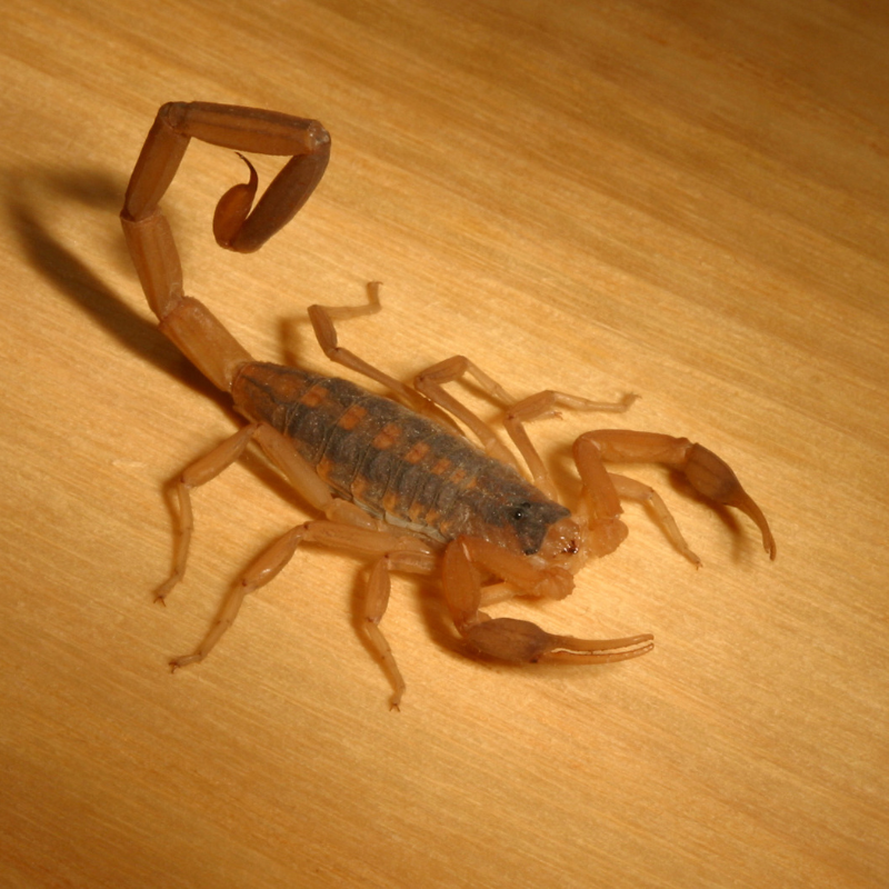 scorpion on a wooden background. scorpion control page. how do scorpions get in the house card.