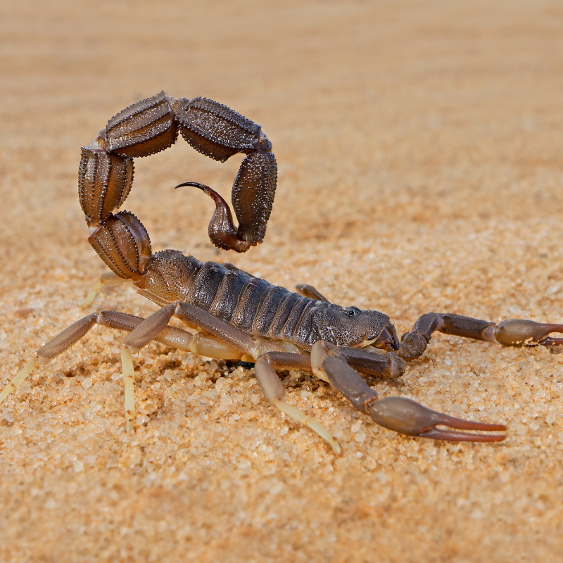 scorpion on a sandy surface. scorpion control page. scorpion life span card