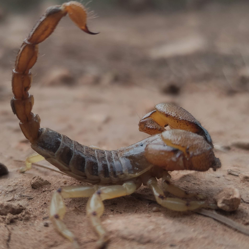 side profile of a scorpion on sand and rock surface. scorpion control page. scorpion travel page