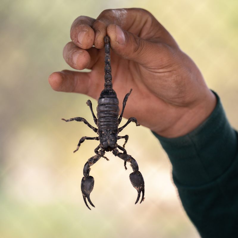 image of a persons hand holding a scorpion by its stinger. scorpion control page. are scorpions arachnids card.