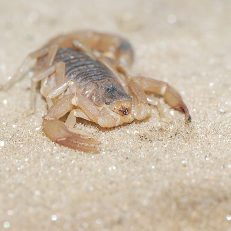 scorpion on sandy surface. scorpion control page. scorpion habitat card