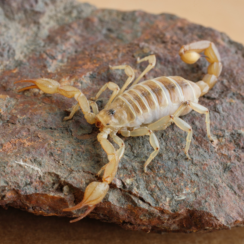 overhead image of a scorpion on a rock. scorpion control page. how many legs to scorpions have card