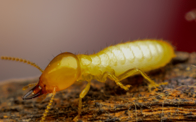 The Termite Queen