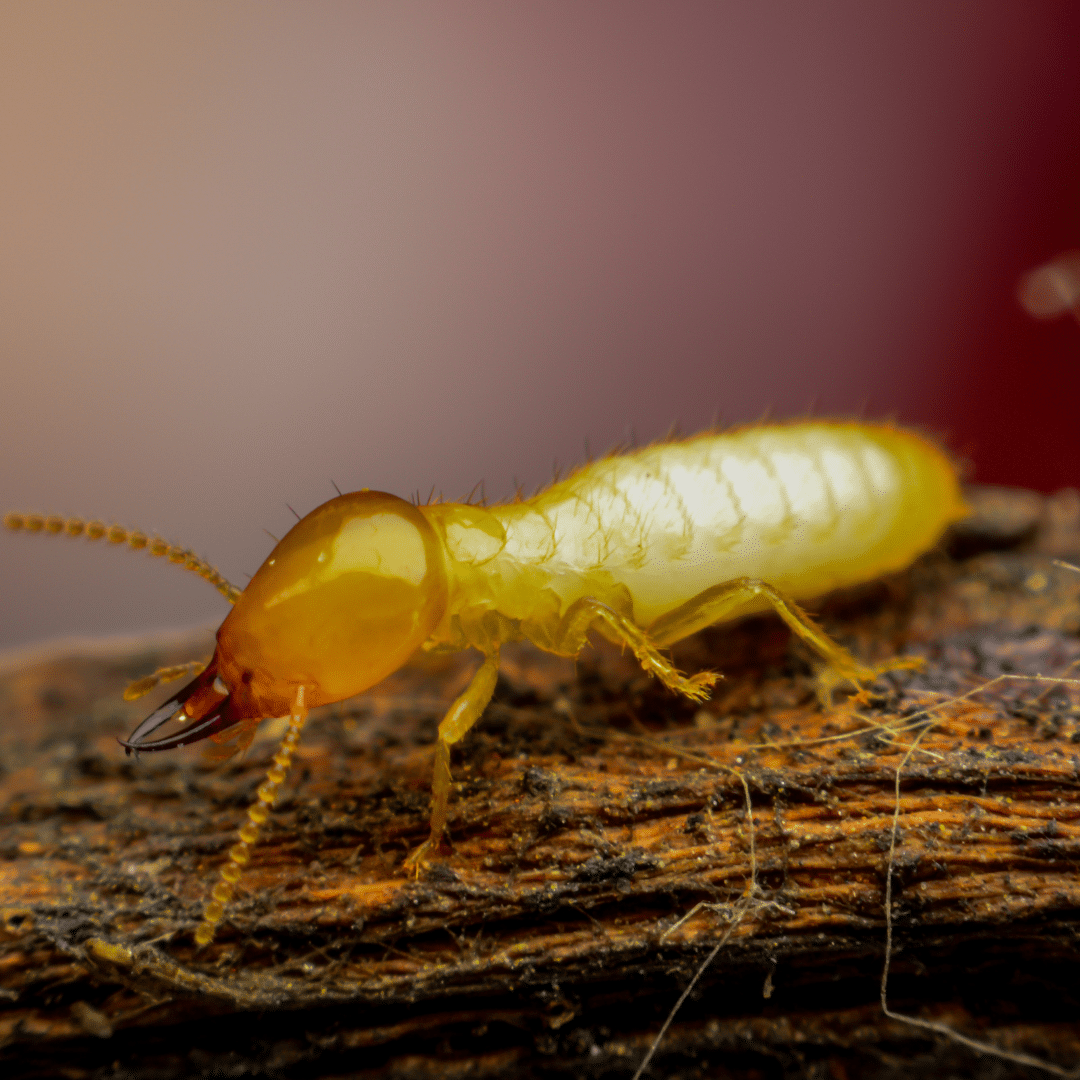 A termite standing on a piece of wood. Termite queen blog