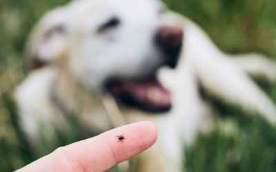  Tick Paralysis in Dogs