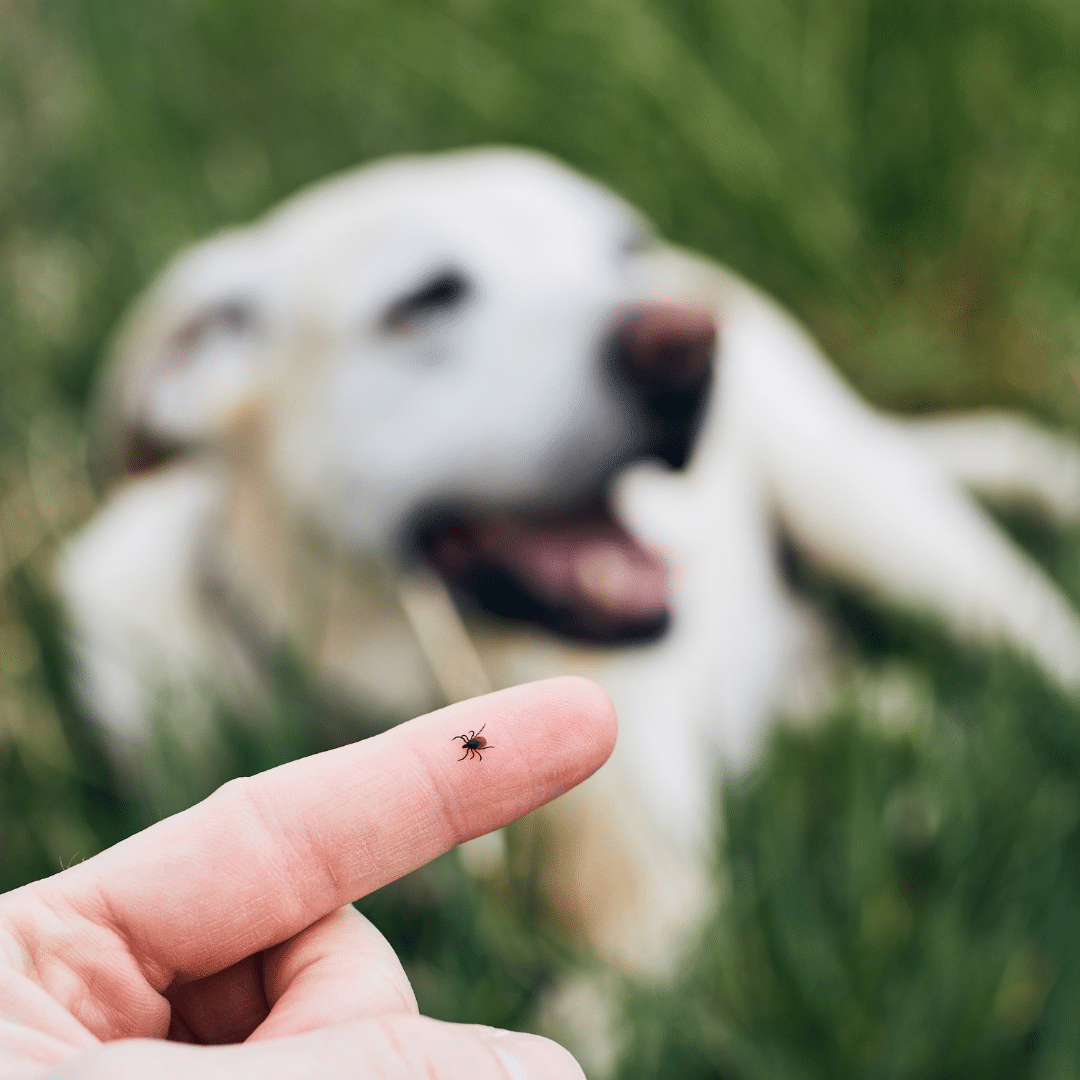 Tick on a human finger with a dog blurred out in the background. Tick paralysis in dogs blog.