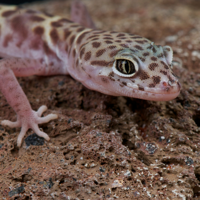 close up of a western banded gecko. One of the natural predators to scorpions. scorpion control page. what eats scorpions card.