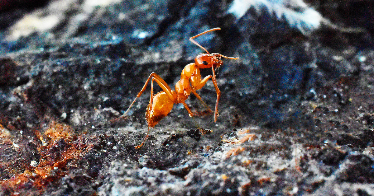 A close up image of a fire ant. Fire ants blog