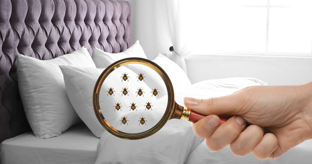 Photo of a bed featuring a purple, plush head board and white sheets. With a graphic overlay of a hand holding a magnifying glass with multiple bed bugs inside the magnifying glass. Bed bugs blog