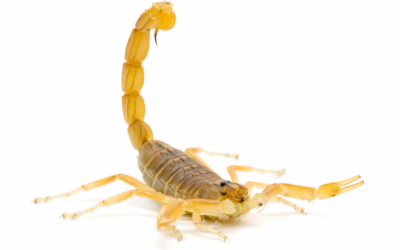 How to Get Rid of Scorpions: Tips and Tricks from the Experts at 855Bugs