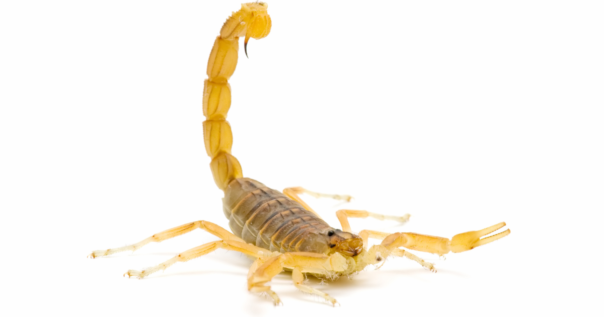 Close up image of a scorpion with a white background. How to get rid of scorpions blog