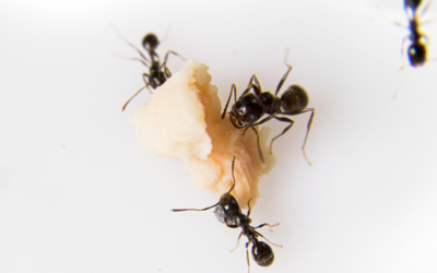 Unraveling the Mystery of Long Skinny Ants in Texas: Exploring Odorous House Ants