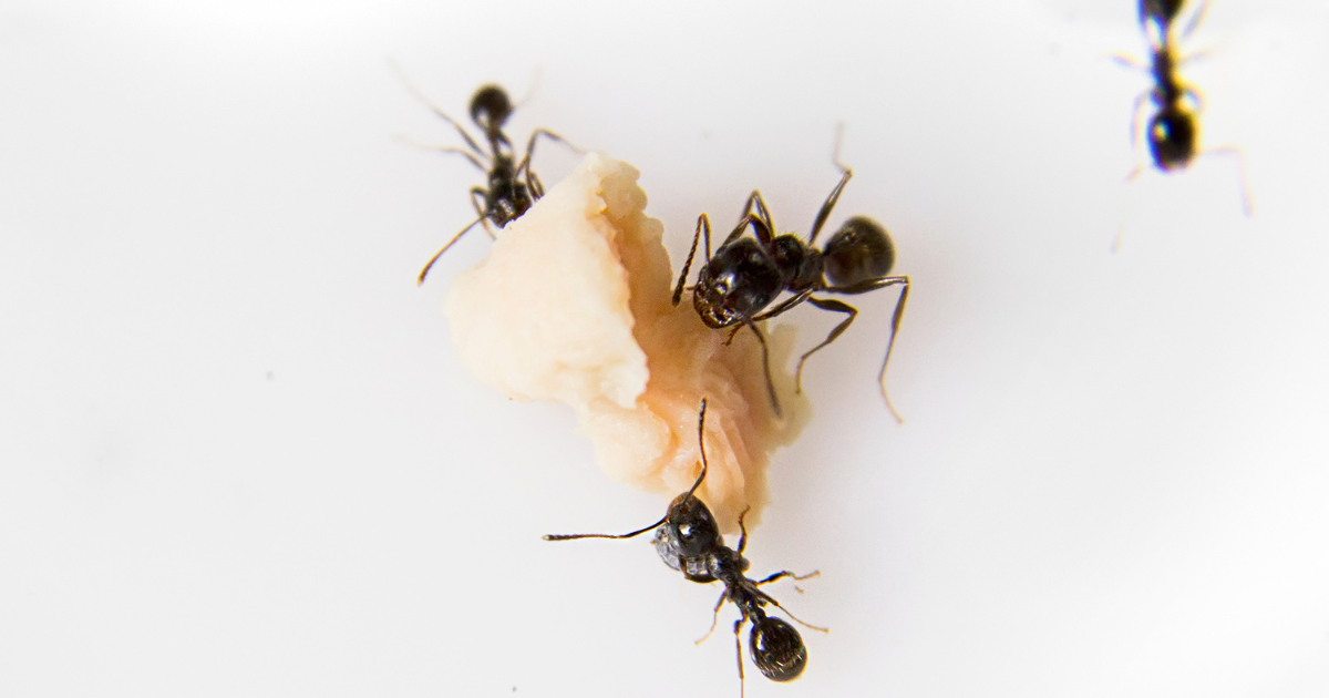 ants eating on a crumb of food. Odorous House Ants blog