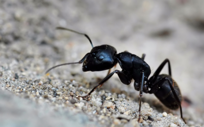 Unveiling the Mysteries of Big Black Ants in Central Texas: Identification, Habits, and Prevention