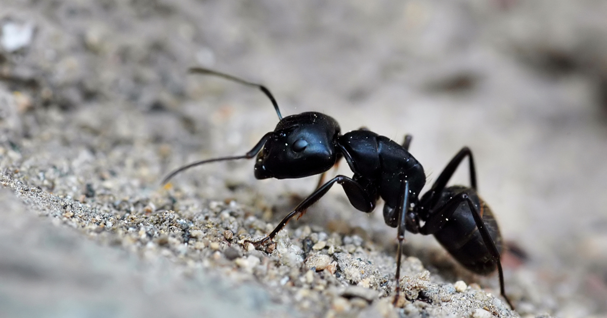 close up image of a black ant. Black ants blog