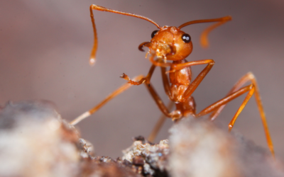 Unraveling the Fire Ant Menace: A Comprehensive Guide for Central Texas Residents