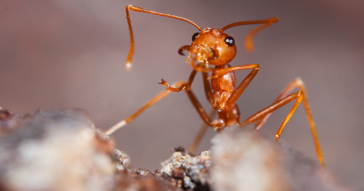 close up image of a fire ant. Fire ant blog