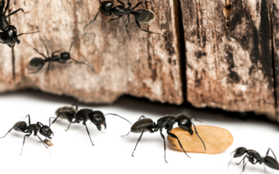 The Intricate World of Carpenter Ants: Understanding and Managing Infestations