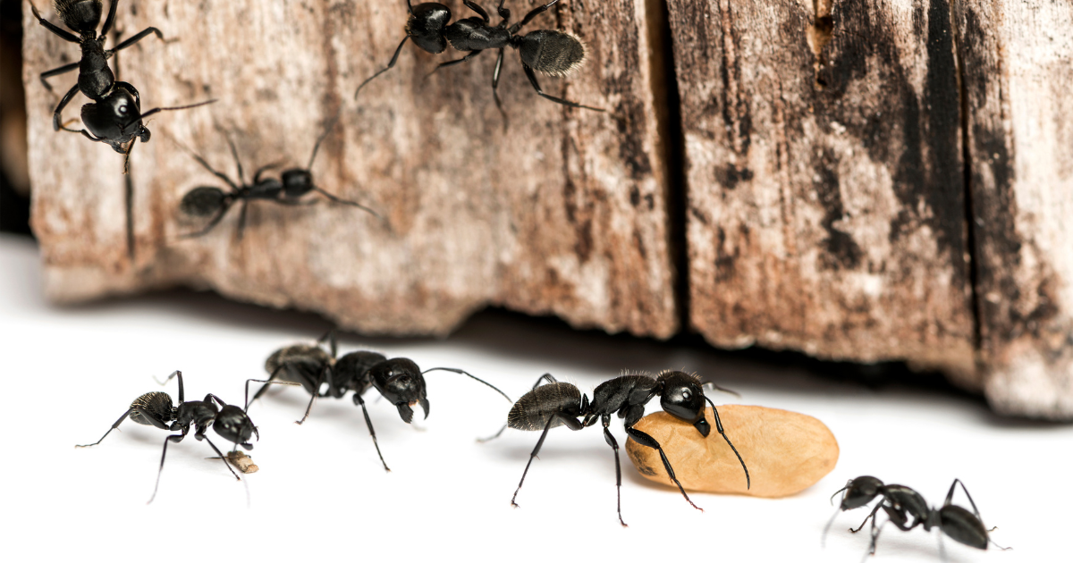 Carpenter ants destructing a wooden wall. carpenter ant blog