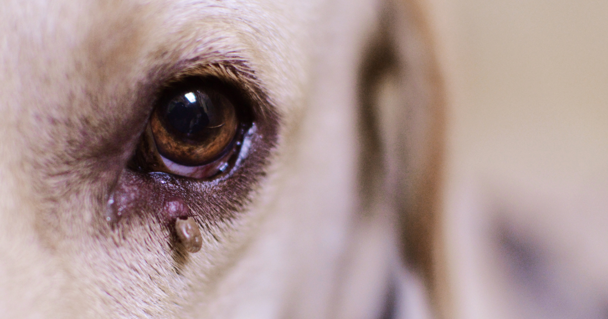 Close up image of a tick near the eye of a yellow Labrador Retriever . Ticks blog