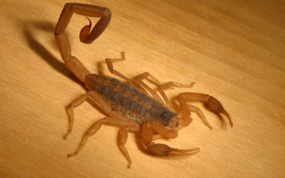 How Scorpions Adapt and Survive through Natural Selection.