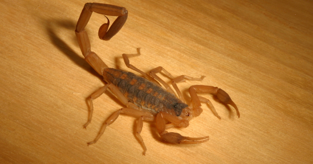 Photo of a scorpion on a hardwood floor. scorpions blog