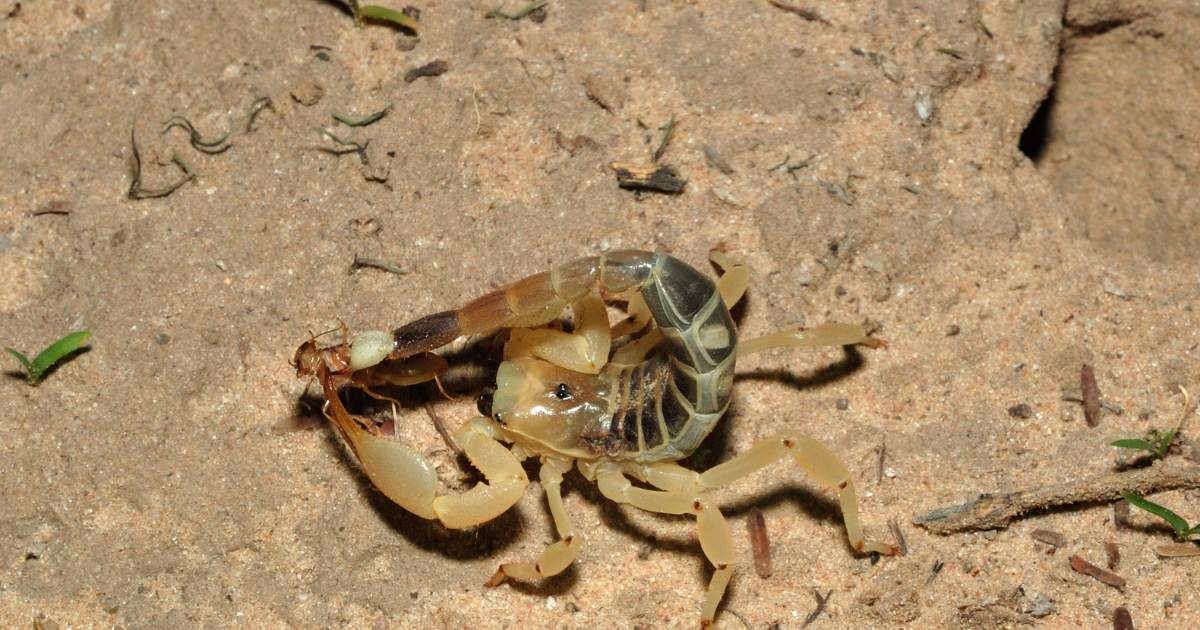 Scorpion feasting on an ant. What do scorpions eat blog
