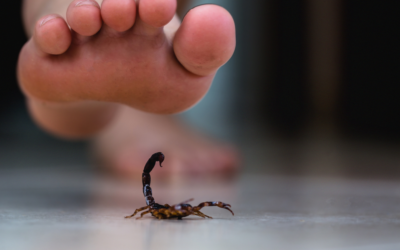 Scorpion Stings: Understanding the Risks and Avoiding Danger