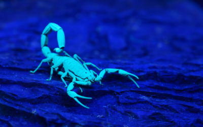 Why Do Scorpions Glow? Unraveling the Mystery