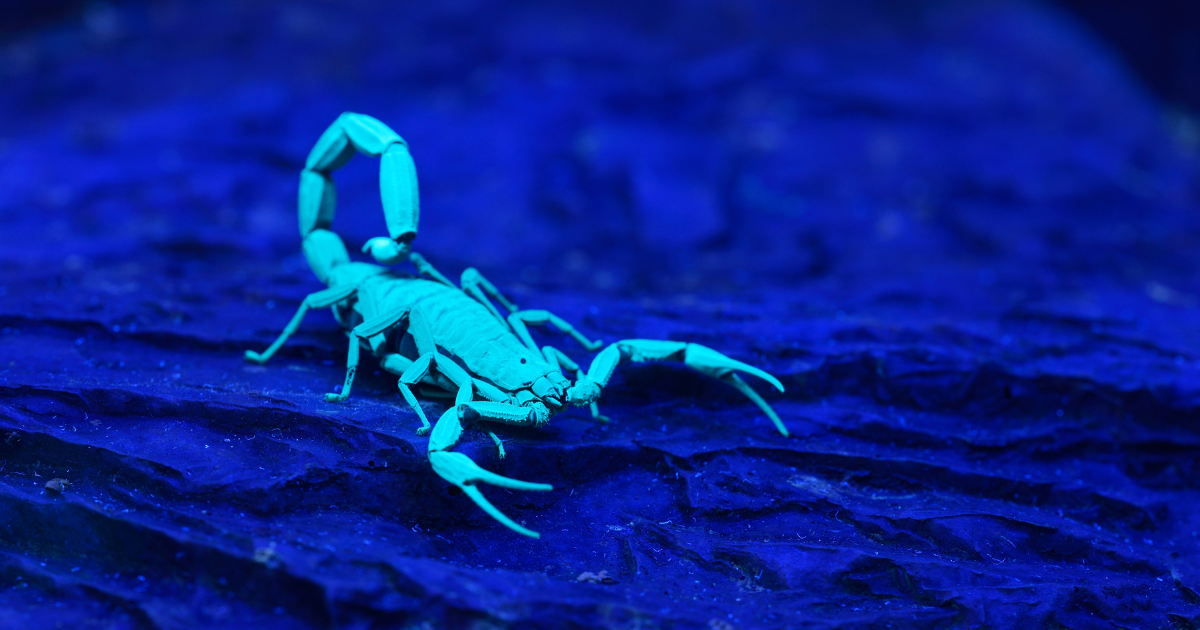 scorpion glowing why do scorpions glow blog