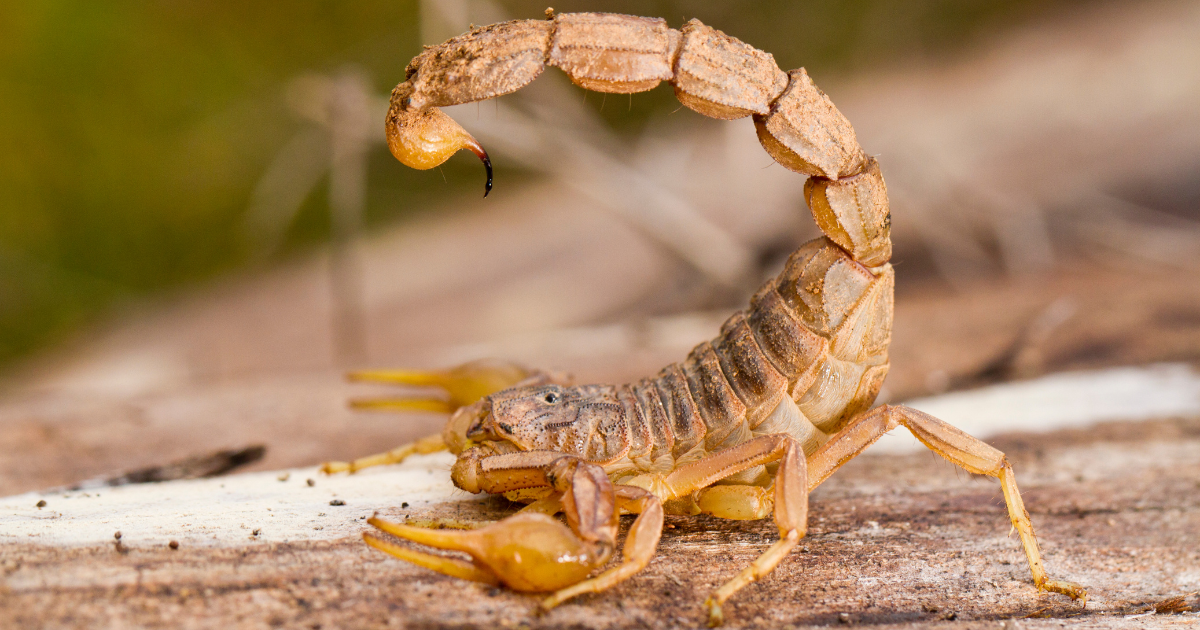 Close up image of a scorpion scorpion anatomy blog