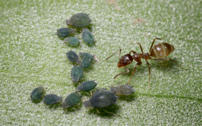 The Intriguing World of Tiny Ants in Central Texas: Exploring Argentine Ants
