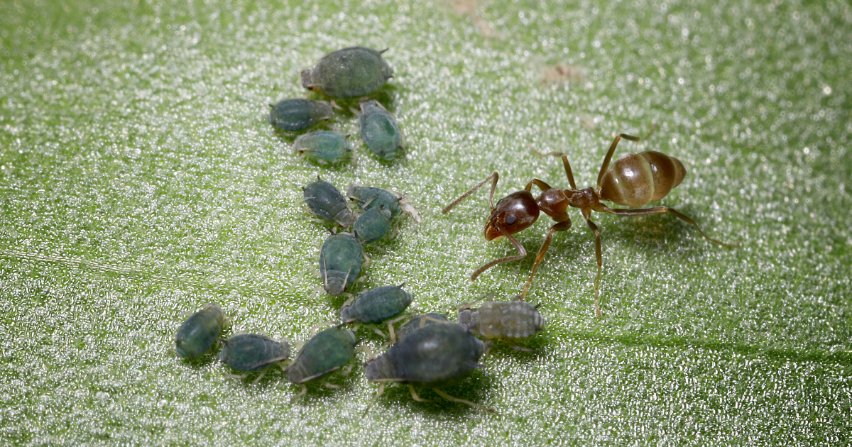 Close up image of an Argentine Ant. Argentine Ants blog