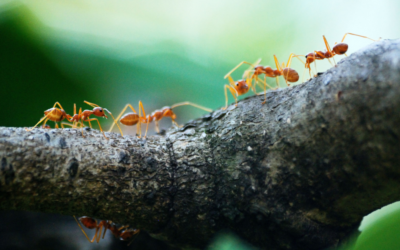 Exploring the Fascinating World of Ants in Texas: A Comprehensive Guide