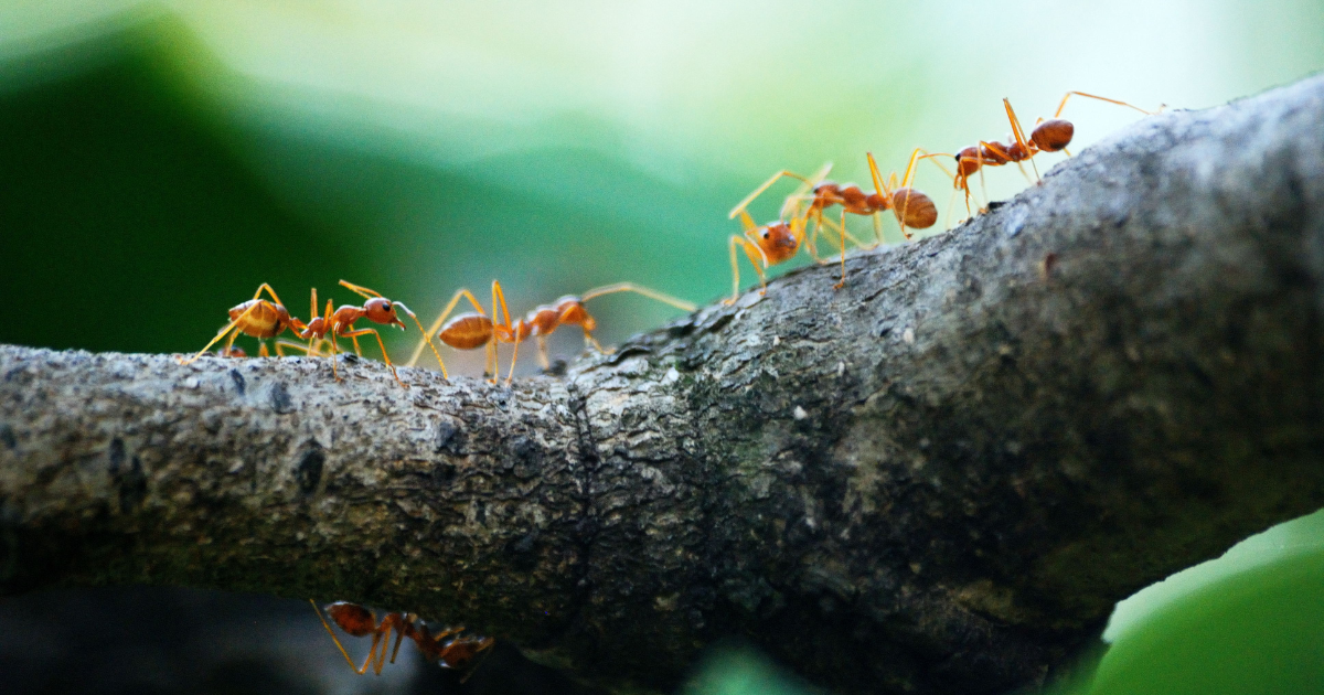 An army of ants marching on a branch. Ants blog