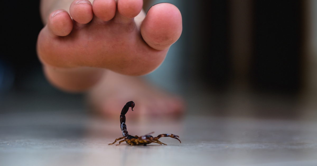 Close up image of a human foot hovering over a scorpion. Scorpion sting blog