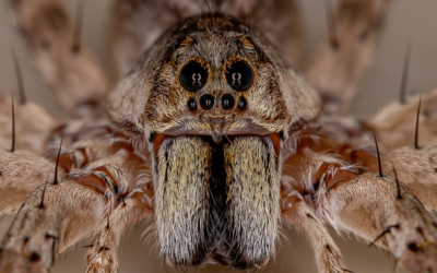 A Guide to Common Spiders in Texas: Identification and Safety Tips