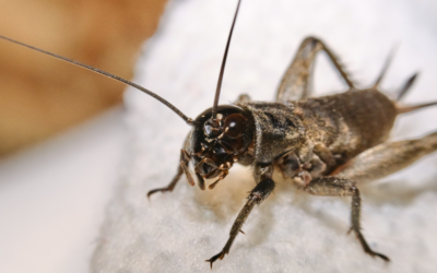 The Cricket Season in Texas: Behavior, Duration, and Attraction Explained