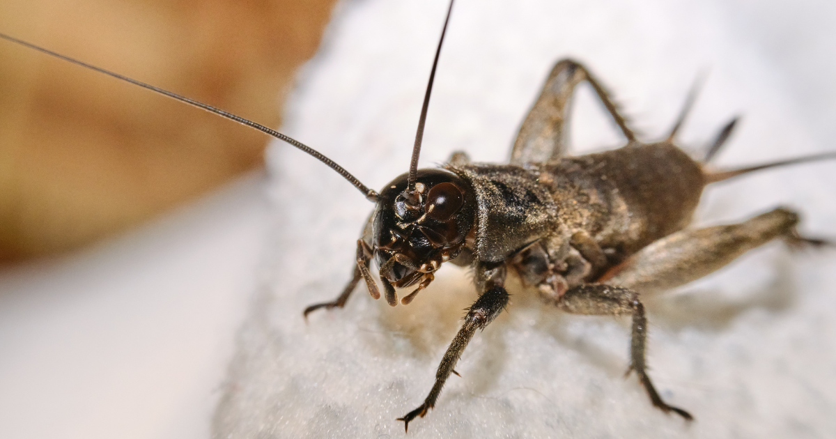 close up image of a cricket on a white fabric background. crickets season blog