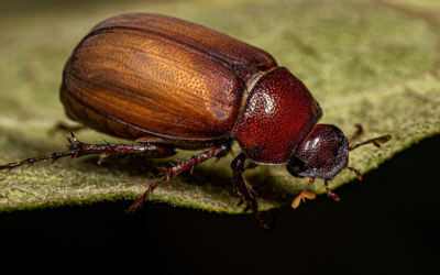 A Guide to Beetles in Texas: Identification and Traits