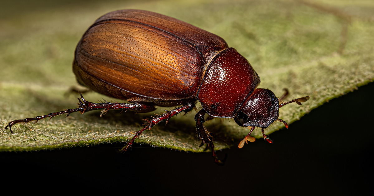 close up image of a beetle resting on a leaf. beetles blog